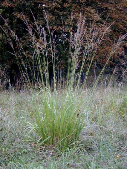 Pijpestrootje (Molinia arundinacea 'Transparant')