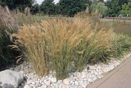 Diamantgras (Stipa calamagrostis - Achnaterum calamagrostis)