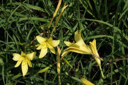 Daglelie (Hemerocallis lilioasphodelus)