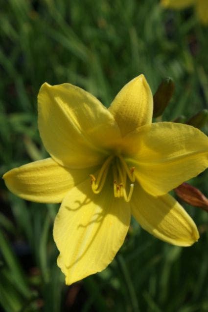 Daglelie (Hemerocallis 'Lemon Bells')