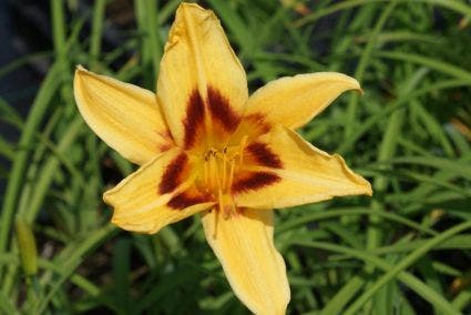 Daglelie (Hemerocallis 'Bonanza')