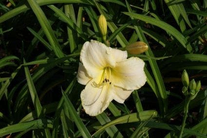 Daglelie (Hemerocallis 'Arctic Snow')