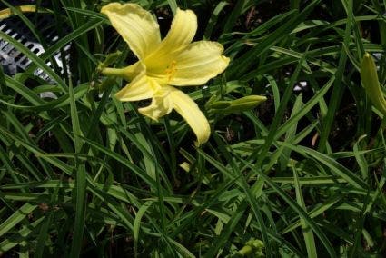 Daglelie (Hemerocallis citrina)