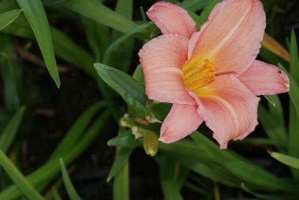 Daglelie (Hemerocallis 'Love that Pink')