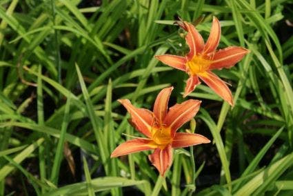 Daglelie (Hemerocallis 'Margaret Perry')