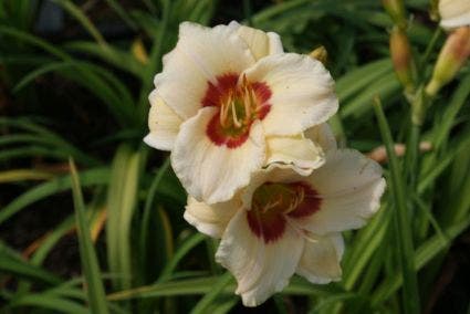 Daglelie (Hemerocallis 'Pandorra's Box')