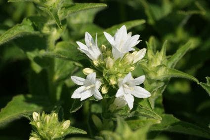 Klokje (Campanula glomerata 'Alba')