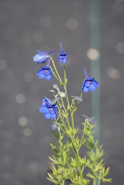 Ridderspoor  (Delphinium grandiflorum 'Blauer Zwerg')