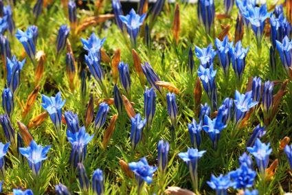 Herfstgentiaan (Gentiana sino-ornata)