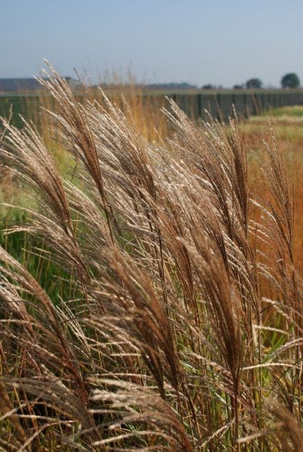 Chinees riet / sierriet (Miscanthus sinensis 'Ferner Osten')