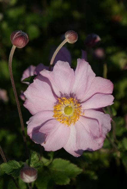 Anemoon (Anemone 'Konigin Charlotte')