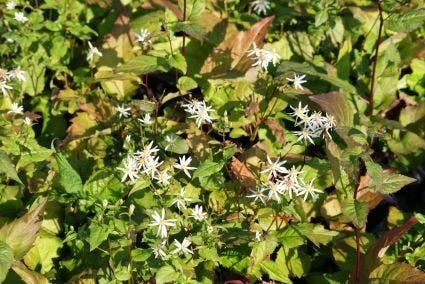 Aster (Aster divaricatus)