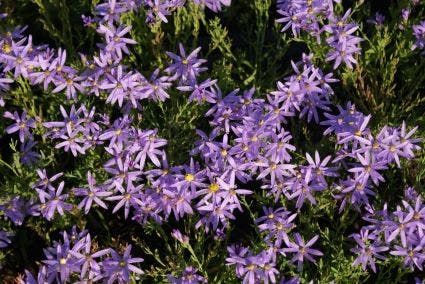 Aster (Aster sedifolius Nanus)