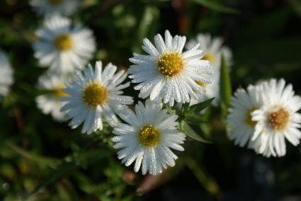 Aster (Aster novi-belgii 'White Ladies')