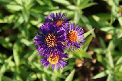 Aster (Aster novi-belgii 'Violetta')