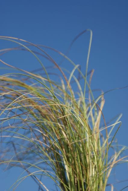 Zegge (Carex comans 'Frosted Curls')