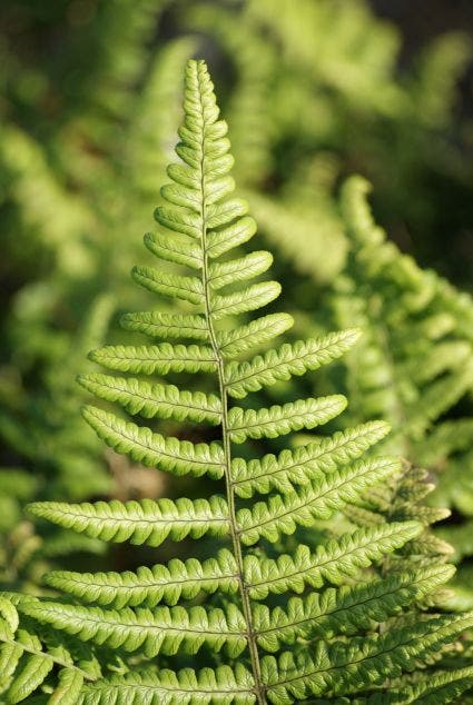 Kamvaren (Dryopteris cristata)