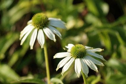 Zonnehoed (Echinacea purpurea 'Kim's Mop Head')