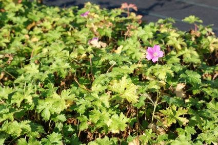 Ooievaarsbek (Geranium oxonianum 'Claridge Druce')