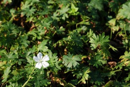 Ooievaarsbek (Geranium sanguineum 'Album')