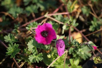 Ooievaarsbek (Geranium cinereum 'Giuseppii')