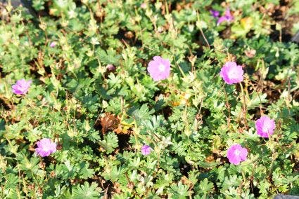 Ooievaarsbek (Geranium sanguineum 'Max Frei')