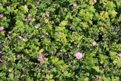 Ooievaarsbek (Geranium riversleaianum 'Mavis Simpson')