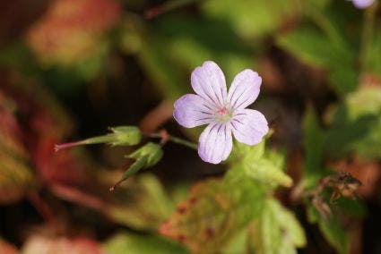 Ooievaarsbek (Geranium nodosum)