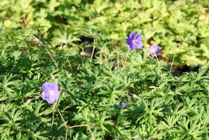 Ooievaarsbek (Geranium 'Orion')