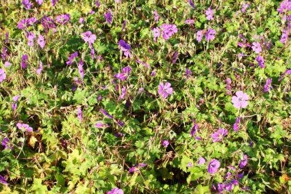 Ooievaarsbek (Geranium 'Pink Penny')