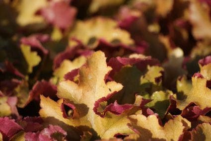 Purperklokje (Heuchera 'Marmalade')