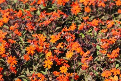 Koekoeksbloem (Lychnis arkwrightii 'Vesuvius')