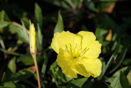 Teunisbloem (Oenothera macrocarpa)