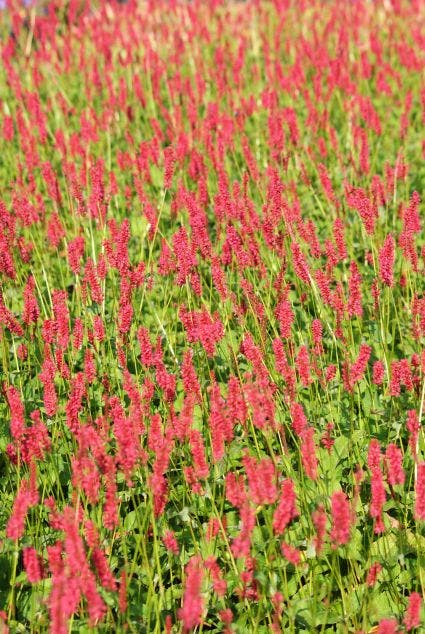 Duizendknoop (Persicaria amplexicaulis 'Speciosa')