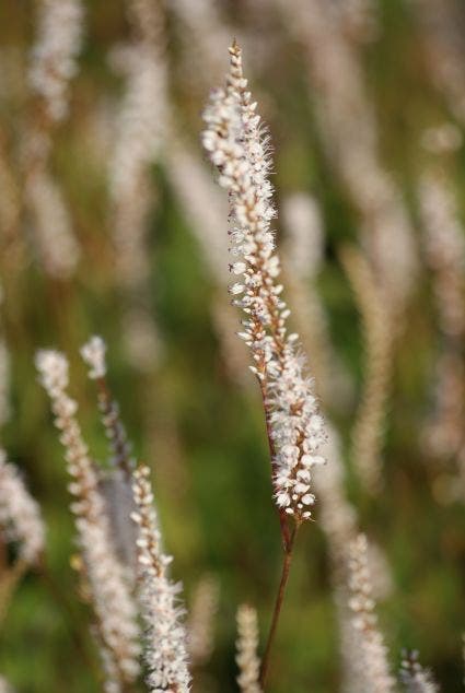 Duizendknoop (Persicaria amplexicaulis 'Alba')