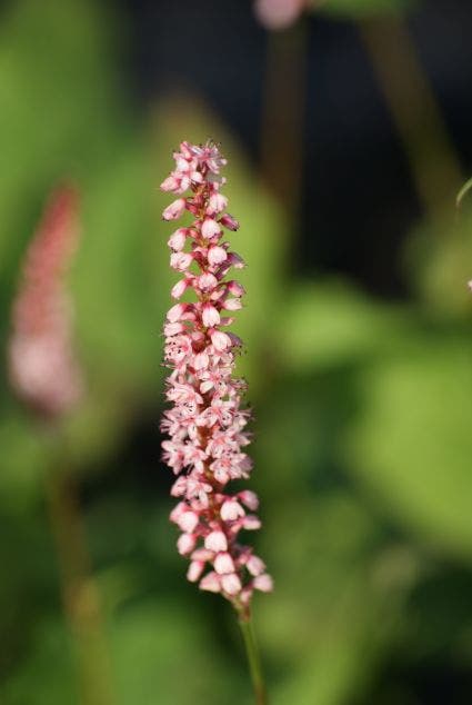 Duizendknoop (Persicaria amplexicaulis 'Rosea')