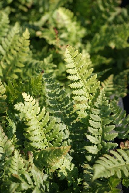 Niervaren (Polystichum aculeatum)