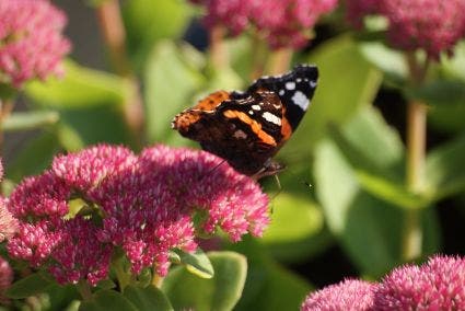 Hemelsleutel (Sedum 'Herbstfreude')