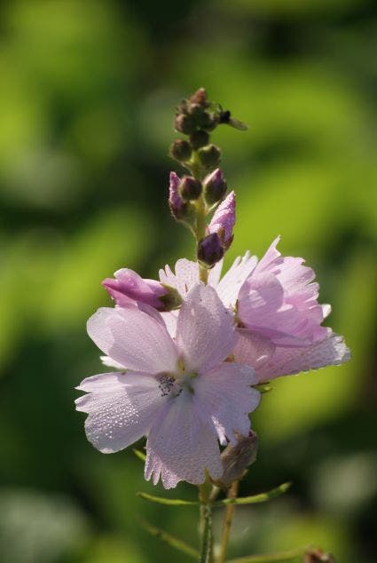 Griekse malva (Sidalcea 'Elsie Heugh')