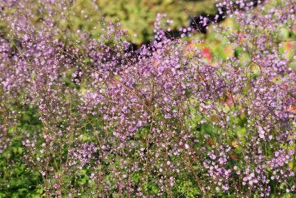 Ruit (Thalictrum delavayi 'Hewitt's Double')