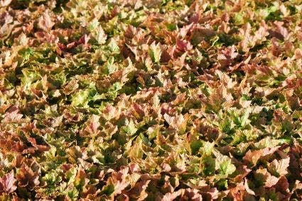 Schuimbloem (Tiarella 'Tiger Stripe')