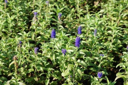 Ereprijs (Veronica longifolia 'Blauriesin')