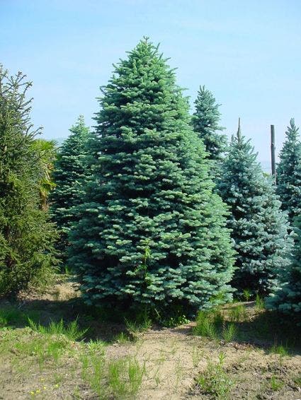 Edelspar (Abies procera (nobilis) 'Glauca')