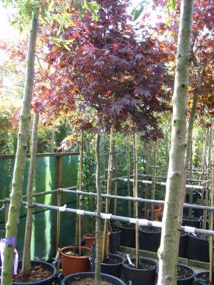 Japanse Esdoorn op stam (Acer palmatum 'Fireglow')