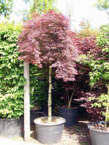 Japanse Esdoorn als boom (Acer palmatum 'Inabe-shidare')