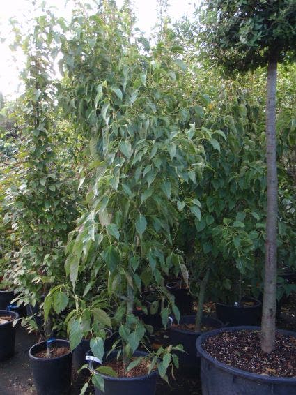 Japanse Slangehuidesdoorn als boom (Acer rufinerve)