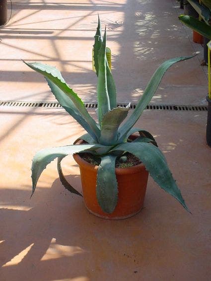 Agave (Agave americana)