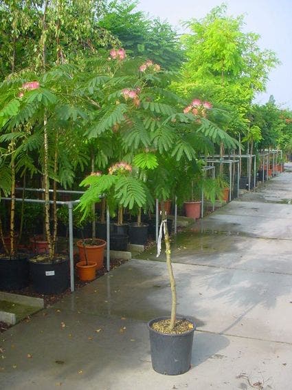 Perzische Slaapboom op stam (Albizia julibrissin 'Ombrella' )