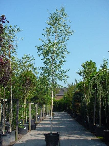 Chinese berk (Betula albosinensis)