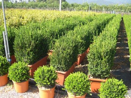 Buxus meeneemhaag (Buxus microphylla 'Faulkner')